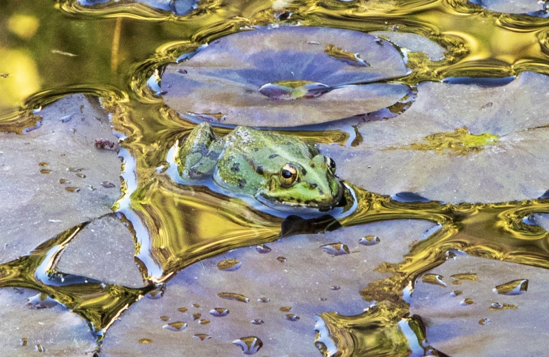Alhanbra Frog May 8 2019